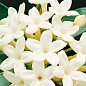 Стефанотіс "Stephanotis"