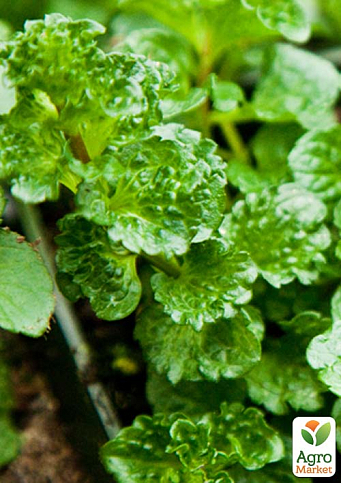 М'ята Кучерява "Crispa" (контейнер Р9)