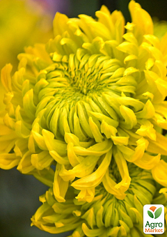 Хризантема великоквіткова "Jokapi Jaune" (вазон С1 висота 20-30см)2