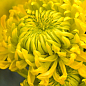 Хризантема крупноцветковая "Jokapi Jaune" (вазон С1 высота 20-30см)