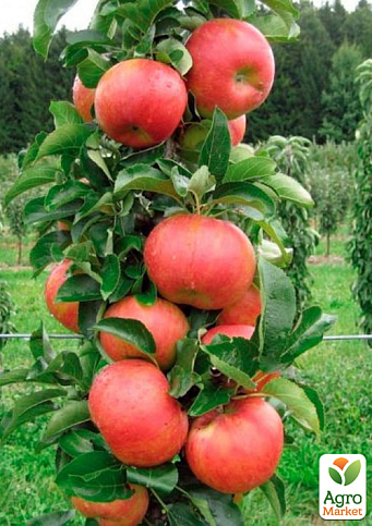 Ексклюзив! Яблуня колоновидна жовтувата з темно-червоним рум'янцем "Яблучний шедевр" (Apple masterpiece) (преміальний скороплідних сорт)