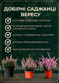 Верес звичайний "Dark Beauty"17