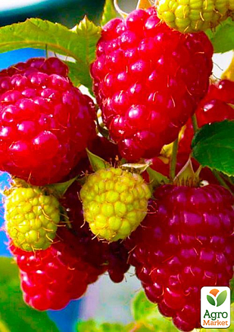 Малина "Недосяжна" (ремонтантний крупноплідний зимостійкий сорт) 1-річний саджанець