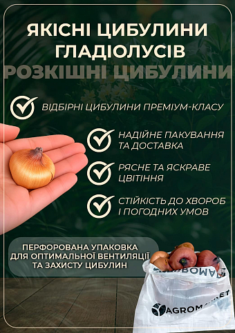 Гладиолус "Amber Mistique"  - фото 2