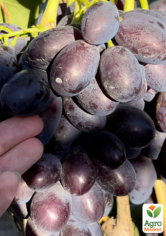 Виноград "Каталония" (очень ранний сорт, ягода плотная, хрустящая, с освежающим пикантным вкусом)