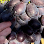Виноград "Каталония" (очень ранний сорт, ягода плотная, хрустящая, с освежающим пикантным вкусом)