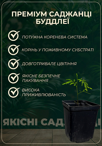 Буддлея Давида "White Profusion" - фото 3