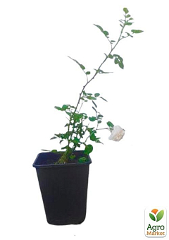 Роза в контейнере английская "Crocus Rose" (саженец класса АА+)28