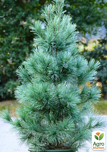 Хвоя Новогодняя "Christmas Pine" (Рождественская сосна) (высота 30-40см) - фото 2