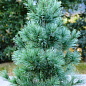 Хвоя Новогодняя "Christmas Pine" (Рождественская сосна) (высота 30-40см) купить