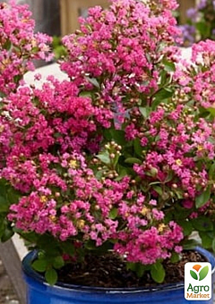 Лагерстремия индийская сирень "With Love Kiss" (Lagerstroemia indica With Love Kiss)8