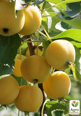 Яблуня "Жовте райське яблучко" (літній сорт) - фото 4