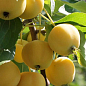 Яблуня "Жовте райське яблучко" (літній сорт)