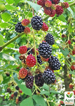 Ежевика "Дирксен Торнлесс" (Rubus fruticosus "DirksenThornless") Нидерланды, вазон П910