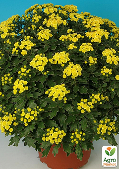 Хризантема "Pacific yellow" (Нидерланды)1