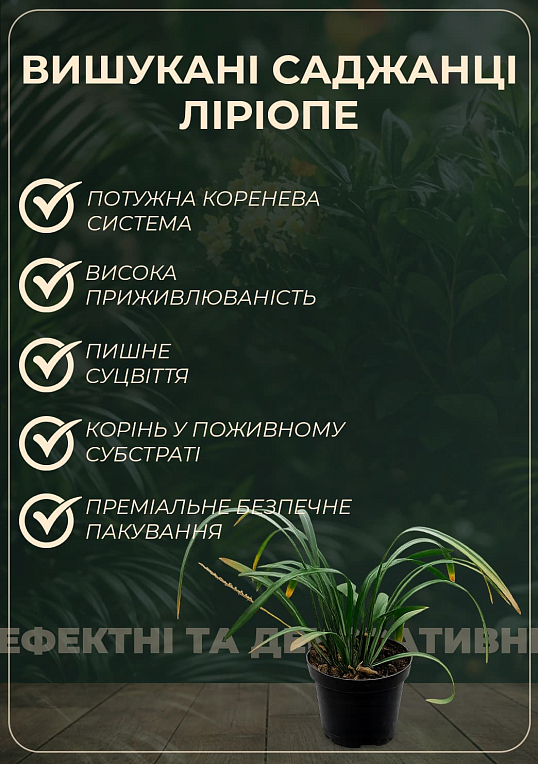 Ліріопе "Monroe White" вазон С2, висота 20-40см