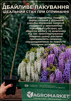 Гліцинія бузкова "Модний дім"30