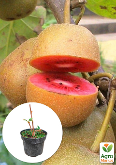 Киви "Zespri Red" 2х летний саженец (экзотический, красномясый фрукт, с цитрусовыми нотками) 1 саженец в упаковке