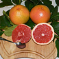 Грейпфрут "Красный рубин" (саженец 2 года)