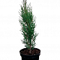 Кипарис вечнозеленый 3-х летний С3, высота 30-40см купить