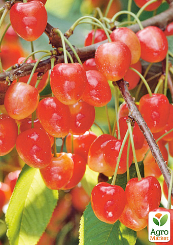 Черешня рожева "Легенда Млієва" (великоплідний сорт, пізній термін дозрівання)