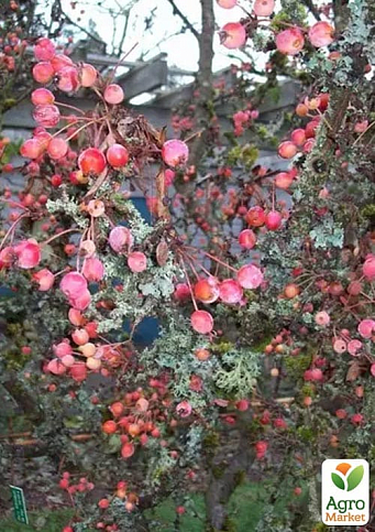 LMTD Яблоня райское "Adirondack" высота 50-70см - фото 7