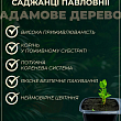 Павловнія бузкова "Адамове дерево" (красивоквітучий сорт) вазон Р9 купить