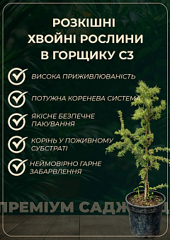 Модрина Даурська 4-х річна (Larix gmelinii) С5 висота 100-140см13