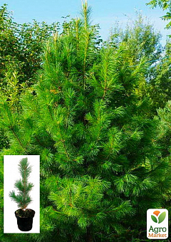 Сосна кедровая (Pinus cembra) С3, высота 25-30см2
