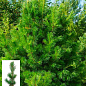 Сосна кедровая (Pinus cembra) С3, высота 25-30см
