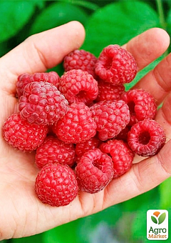 Малина "Микер" (Rubus idaeus "Meeker") Нидерланды, вазон П1226
