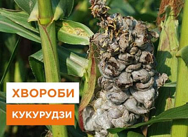 Хвороби кукурудзи: як їх запобігти та лікувати - корисні статті про садівництво від Agro-Market