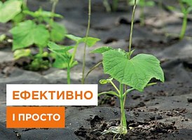 Ефективні методи вирощування огірків на агроволокні - корисні статті про садівництво від Agro-Market