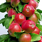 Яблоня колоновидная "Валюта" (зимний сорт, поздний срок созревания)