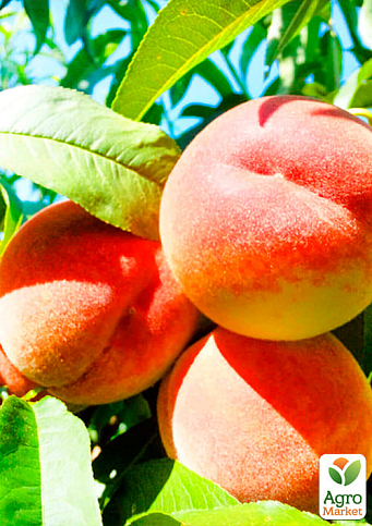 Персик "T-5 Топ Свит" (летний сорт, поздний срок созревания) - фото 2