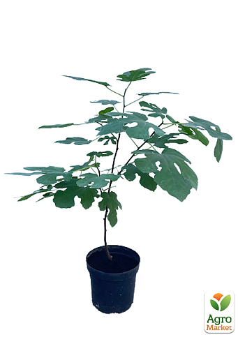 Інжир саджанець 3х-річний "Султан" (висота 70-90см) - фото 4