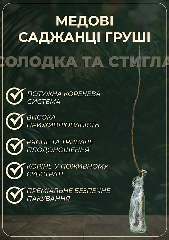 Эксклюзив! Груша желтого с красным румянцем "Дары Афродиты" (Gifts of Aphrodite) (премиальный, морозостойкий сорт, высокая лежкость) - фото 2