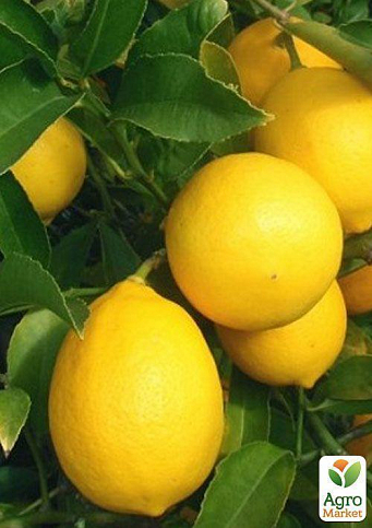 Лимон "Мейера" - фото 3