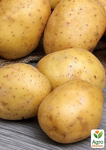 Картопля "Парадізо" насіннєва рання (1 репродукція) 1кг