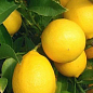 Лимон "Мейера" цена