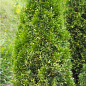 Туя западная "Смарагд Вариегата" (Smaragd Variegata) горшок P9