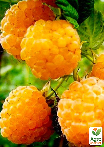 Малина "Жовтий Гігант" (ремонтантний сорт, один із найвідоміших) 1-річний саджанець