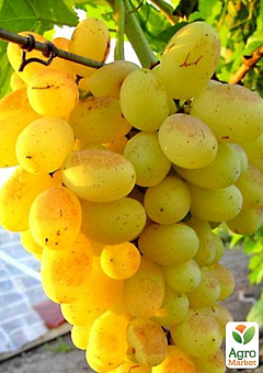 Виноград "Достойный" (ранний срок созревания, урожайность ягод высокая и стабильная)2
