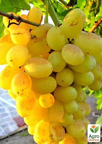 Виноград "Достойный" (ранний срок созревания, урожайность ягод высокая и стабильная)