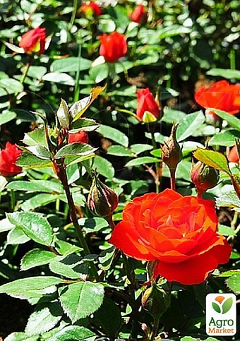 Роза миниатюрная "Оранж корона" (саженец класса АА+) высший сорт