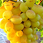 Виноград "Гідний" (ранній термін дозрівання, врожайність ягід висока і стабільна)