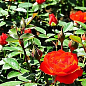 Роза миниатюрная "Оранж корона" (саженец класса АА+) высший сорт