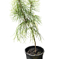 Сосна Кедровая "Арманда" (Pinus Armandii) C1.5, высота 30-40см купить
