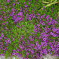 Тимьян ранний "Arcticus" (стелющийся, вечнозеленый, пряный)