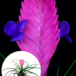 Тілландсія "Аніта" (Tillandsia Cyanea)